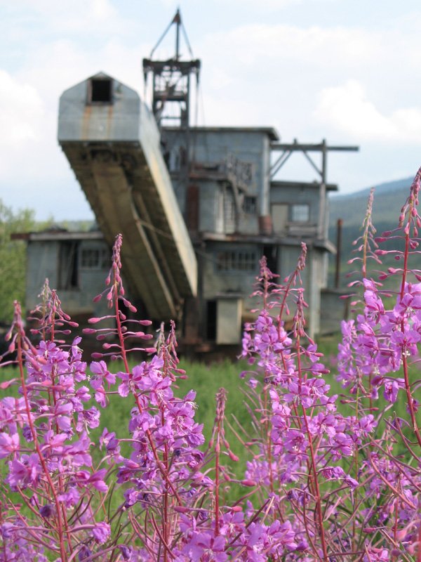 Fireweed and the gold dredge at Chicken, Alaska