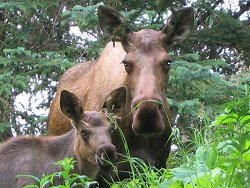 Moose cow and calf at Chicken, Alaska