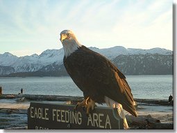 The view from the 'Bald Eagle viewing area at the Homer Spit in Homer, Alaska